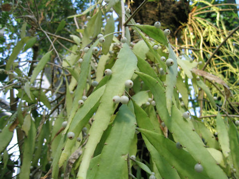 Rhipsalis ramulosa