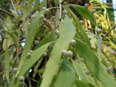 Rhipsalis ramulosa