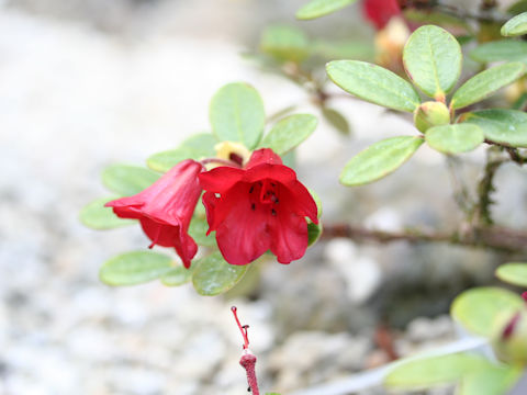 Rhododendron aperantum