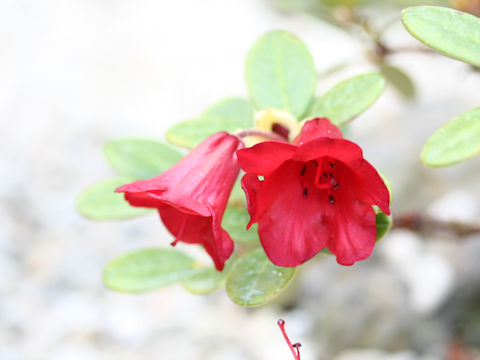 Rhododendron aperantum