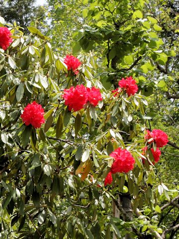 Rhododendron arboreum