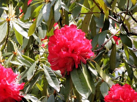 Rhododendron arboreum