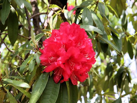 Rhododendron arboreum