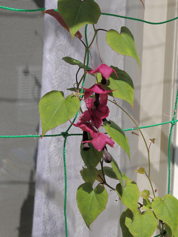 Rhodochiton atrosanguineus 'Rhodos'
