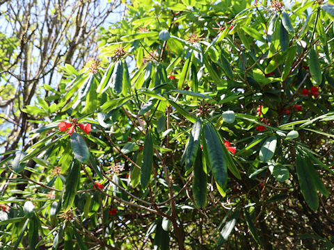 Rhododendron barbatum