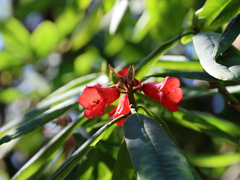 Rhododendron barbatum