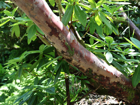 Rhododendron barbatum