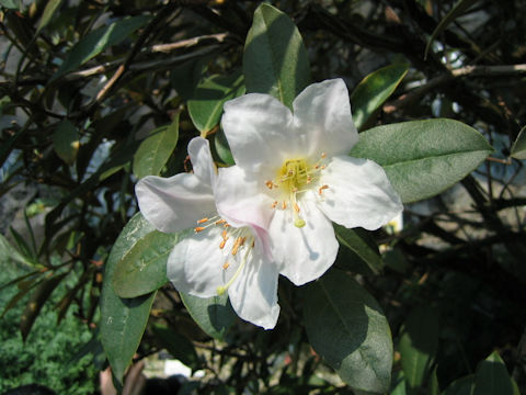 Rhododendron calophyllum