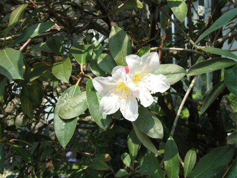 Rhododendron calophyllum