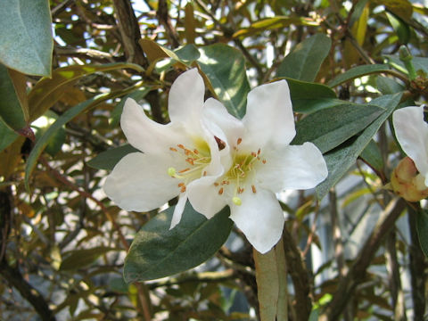 Rhododendron calophyllum