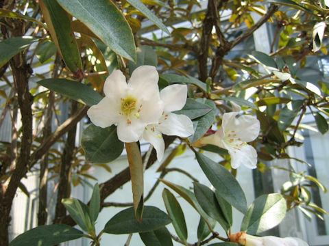 Rhododendron calophyllum