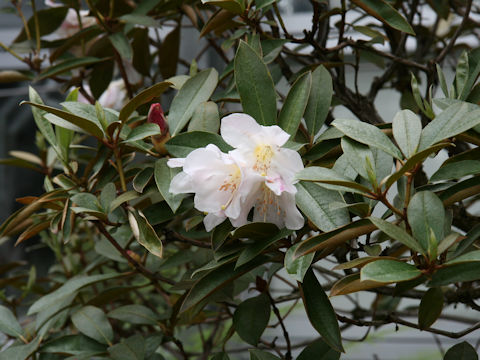 Rhododendron calophyllum