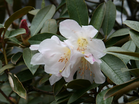 Rhododendron calophyllum