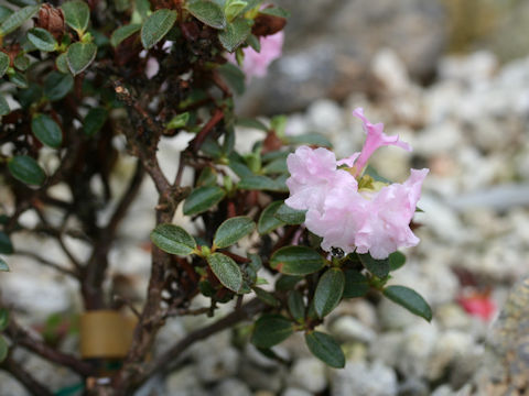 Rhododendron cephalanthum