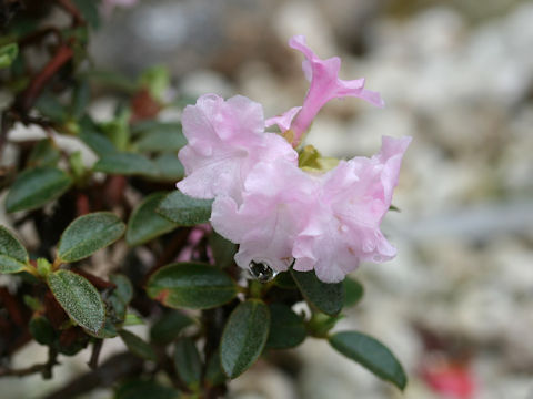 Rhododendron cephalanthum