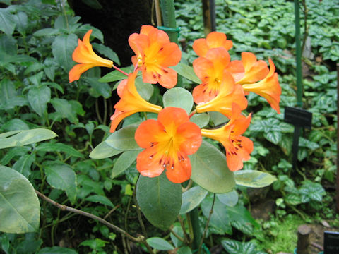 Rhododendron christianae