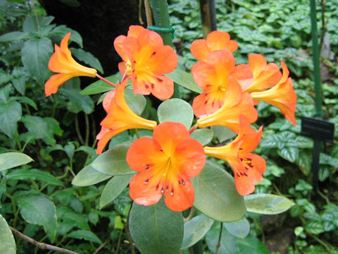 Rhododendron christianae