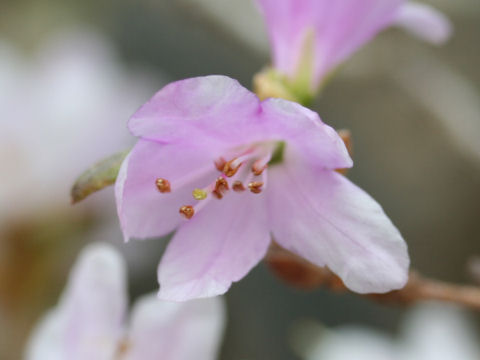 Rhododendron cuneatum