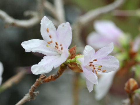 Rhododendron cuneatum