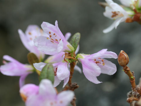 Rhododendron cuneatum