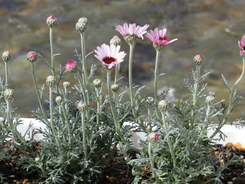 Rhodanthemum 'Elf Pink'