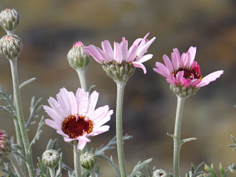 Rhodanthemum 'Elf Pink'