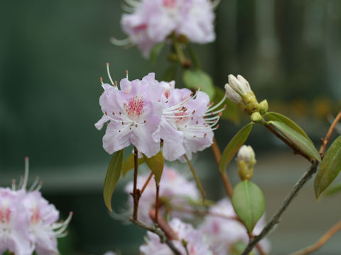 Rhododendron davidsonianum