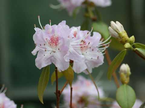 Rhododendron davidsonianum