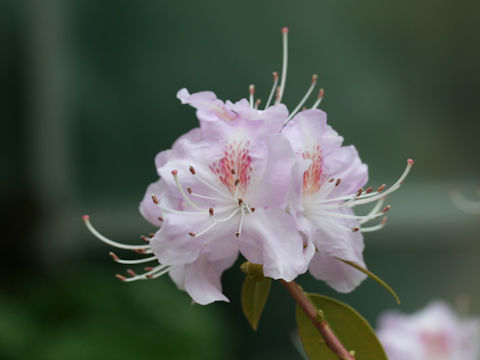 Rhododendron davidsonianum