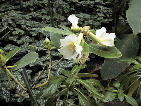 Rhododendron dianthosmum