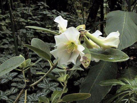 Rhododendron dianthosmum