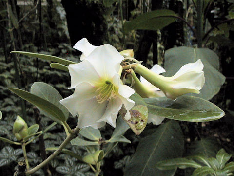 Rhododendron dianthosmum