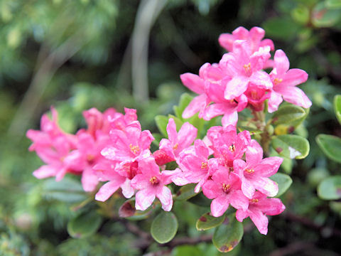 Rhododendron ferrugineum