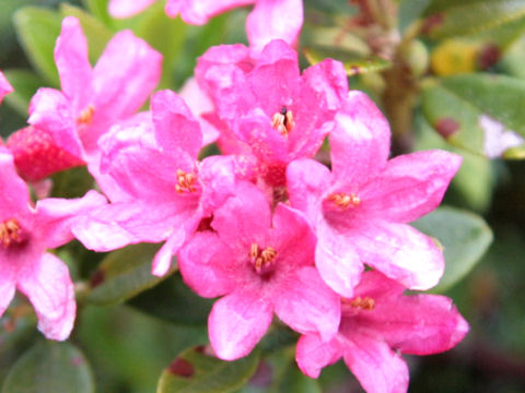 Rhododendron ferrugineum