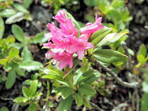 Rhododendron ferrugineum