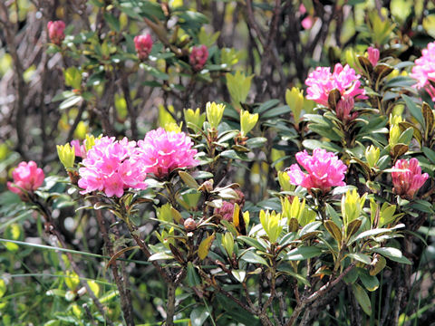 Rhododendron ferrugineum