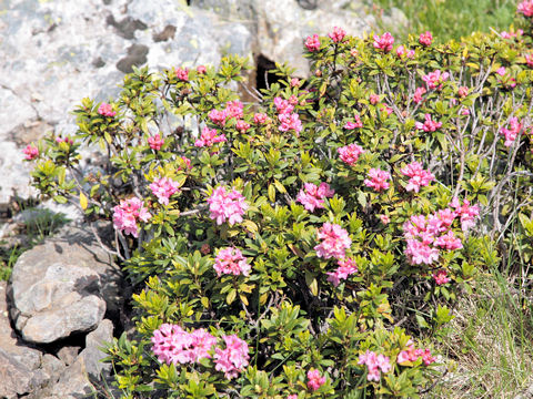 Rhododendron ferrugineum