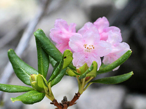 Rhododendron ferrugineum