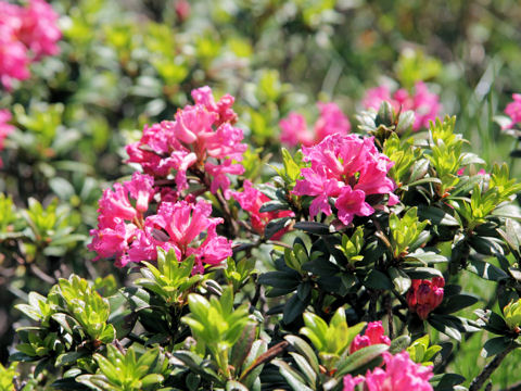 Rhododendron ferrugineum