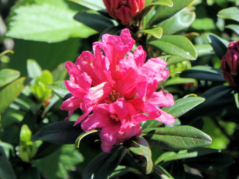 Rhododendron ferrugineum