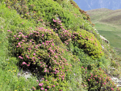 Rhododendron ferrugineum