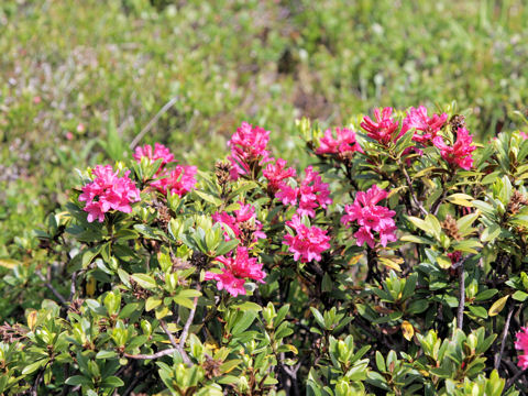 Rhododendron ferrugineum