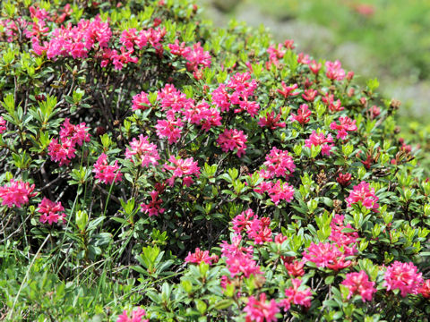 Rhododendron ferrugineum