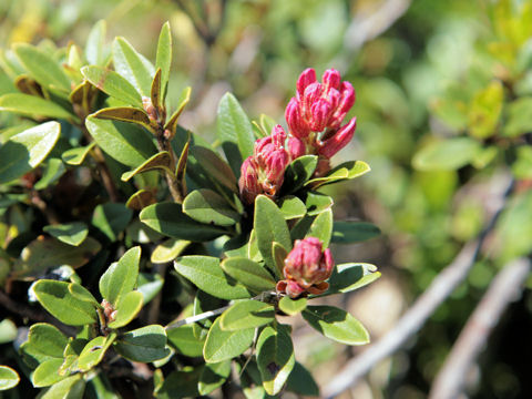 Rhododendron ferrugineum