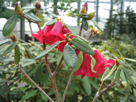 Rhododendron floccigerum