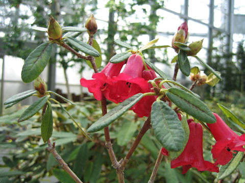 Rhododendron floccigerum