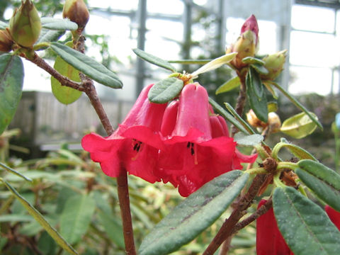 Rhododendron floccigerum