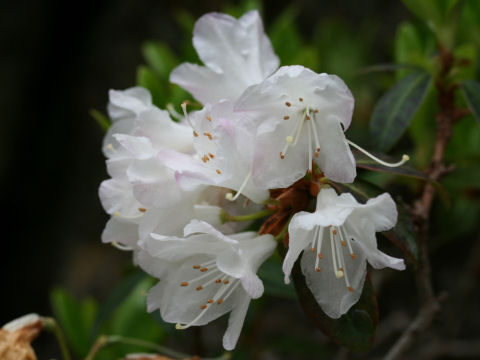Rhododendron cv. Ginny Gee