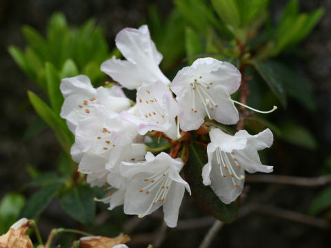 Rhododendron cv. Ginny Gee