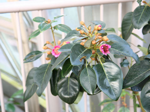 Rhodoleia henryi cv. Red Funnel